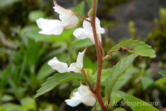 Impatiens scabriuscula var. alba